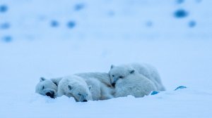 Villieläinten jäljillä: 27.07.2019 18.30