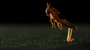 Heinäsirkka: 05.08.2019 10.00