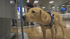 Ruokakoira Rico haistaa turistien vaaralliset ruuat : 15.08.2019 07.17