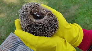 Siilien hoitajilla on riittänyt kiirettä tänä kesänä: 15.08.2019 07.22