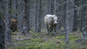 Laukaassa liikkuu villiintynyt 40 naudan lauma: 22.08.2019 11.03