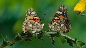 Avara luonto: Kekseliäät perhoset: 31.08.2019 06.00