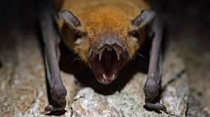 Avara luonto: Lepakot lähikuvassa: 02.09.2019 06.00