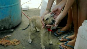 Metsäjätin kovat otteet maailmalla: 02.09.2019 12.00