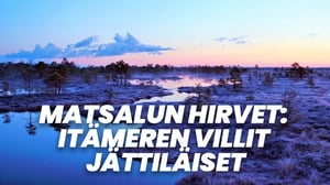 Matsalun hirvet: Itämeren villit jättiläiset