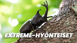 Extreme-hyönteiset