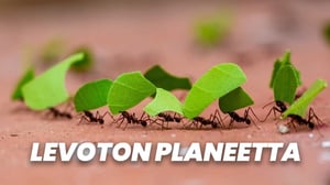 Levoton planeetta