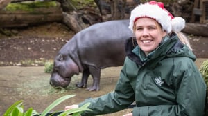 Lontoon eläintarha jouluna