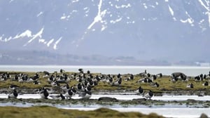 Eläinten salakoodit auki