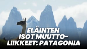 Eläinten isot muuttoliikkeet: Patagonia