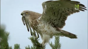 Tsernobylin uudelleenvaltaus (7)