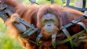 Päiväntasaaja, elämän vyöhyke (7) - Kuumat vedet