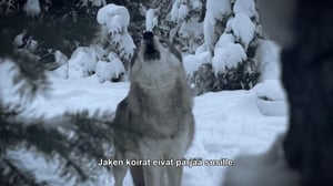 Vuorien sankarit - Kuormajuhtia