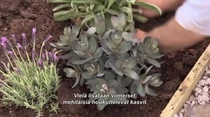 Puutarhan pelastajat - Kuusikulmiot