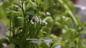 Puutarhan pelastajat - Lemmikkejä ja oranssia