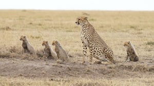 Luontoäiti (7) - Työssäkäyvät äidit