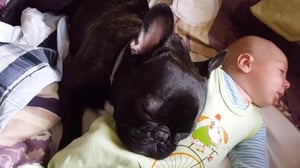 Eläinten metkut (7) - Eläinten älyköt