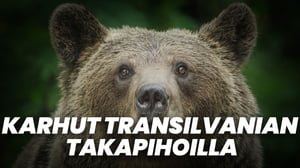 Karhut Transilvanian takapihoilla