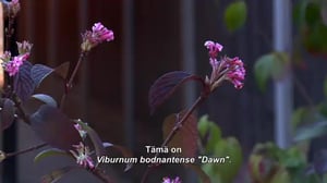 Puutarhan pelastajat - Viettävästä viehättäväksi