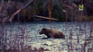 Kasvokkain karhujen kanssa (7) - Kasvokkain karhujen kanssa (7)