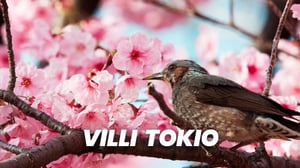 Villi Tokio (7)