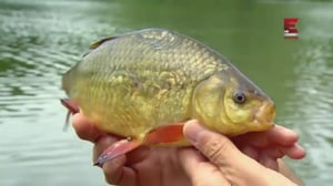 Kalastajien tähtikaarti (7) - Bury Hill