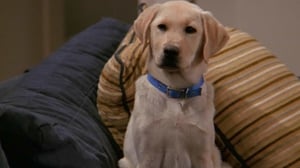 Will & Grace (7) - Totuus Willistä ja koirista