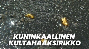 Kuninkaallinen kultahaaksirikko (7)
