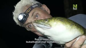 Jokihirviöt (7) - Eteläisen Tyynenmeren kauhut