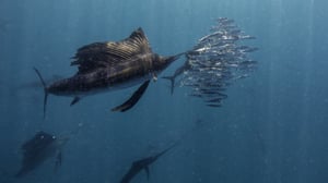 Luonnon joukkohyökkäykset (7) - Taistele tai pakene