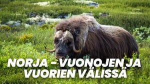 Norja - vuonojen ja vuorien välissä (7) - Norja - vuonojen ja vuorien välissä (7)
