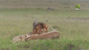 Leijonat ja hyeenat (7) - Leijonat ja hyeenat (7)