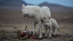 Valkean suden valtakunta - Susien kuningatar