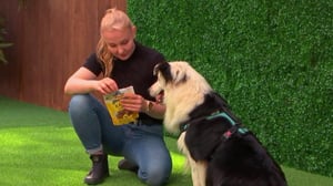 Koti koiralle - Erityisvaatimuksia