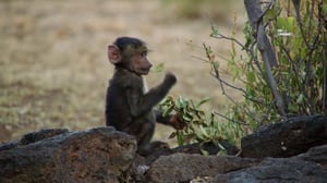 Paviaanit - tosi villi perhe (7) - Paviaanit - tosi villi perhe (7)