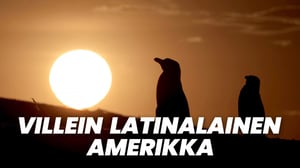 Villein latinalainen Amerikka