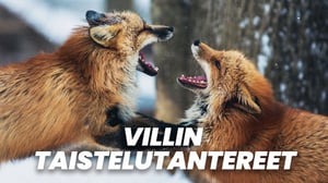 Villin taistelutantereet