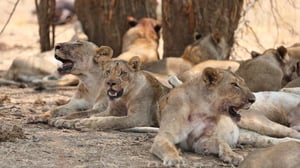 Afrikan metsästäjät - Kimba kohoaa