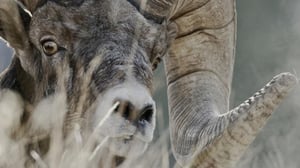 Syntynyt Kalliovuorilla (7) - Kasvun aika