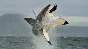 Luonnon nopeat hyökkäykset (7) - Väijyvät metsästäjät