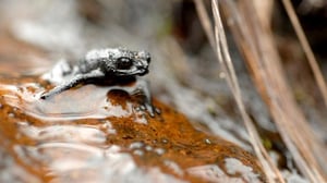 Villi latinalainen Amerikka (7) - Venezuela