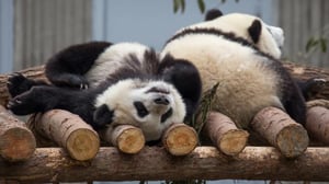 Ray Mears Kiinan luonnossa (7) - Kissalaakso