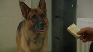 Poliisikoira Rex (12) - Peitetehtävissä