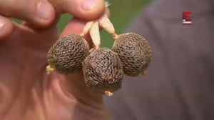 Kalastajien tähtikaarti (7) - Willinghurst