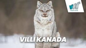 Villi Kanada