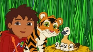 Go, Diego, Go! (S) - Bengalintiikerin toive