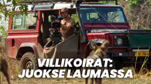 Villikoirat: Juokse laumassa