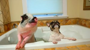 Dog's Best Friend (7) - Dally, Spanky, Lola ja Pepper