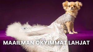 Maailman ökyimmät lahjat - Liv D: Maailman ökyimmät lahjat