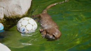 Korkeasaari - Alkukesän huumaa Korkeasaaressa